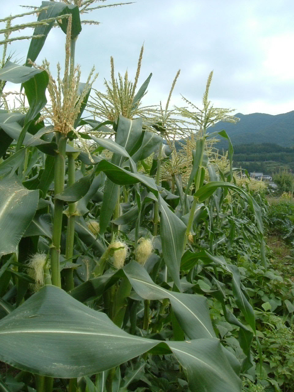 トウモロコシの花 宮内農園の元気な野菜たち