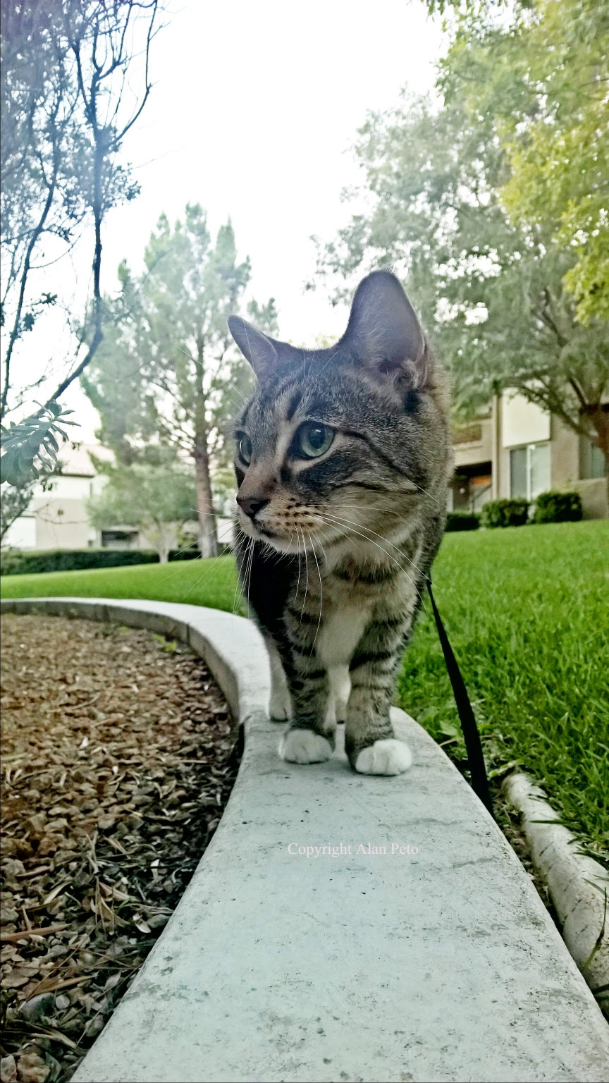Bella always followed the middle way and stayed on the path :)