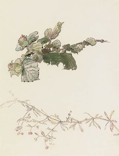 Bedstraw and hazlenuts (illustrated by Beatrix Potter)