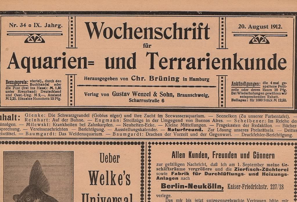 Stock List In 1912 Parosphromenus Deissneri Parosphromenus Project