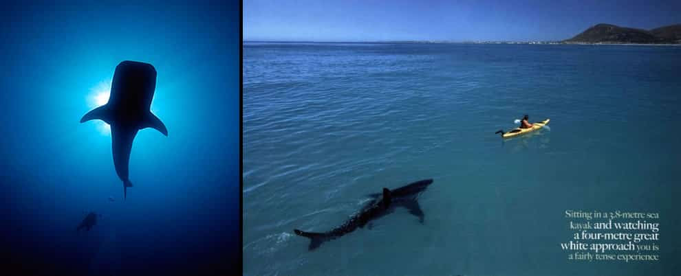 Man stalks whale shark, great white shark stalks man