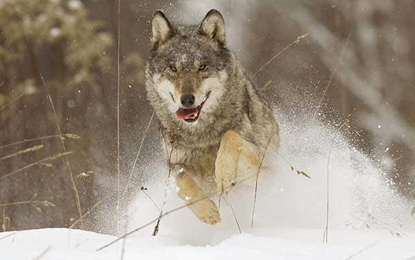 serigala keempat dilumpuhkan dengan peluru bius dan ditangkap sementara serigala kelima kembali sendiri ke kandangnya pada Selasa (26/11). Foto by : REUTERS/Vasily Fedosenko/rj