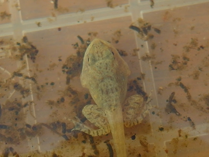 アルビノオタマジャクシその後 Gecko日記