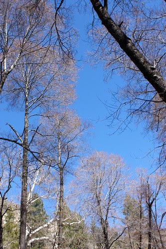 Catkins on trees