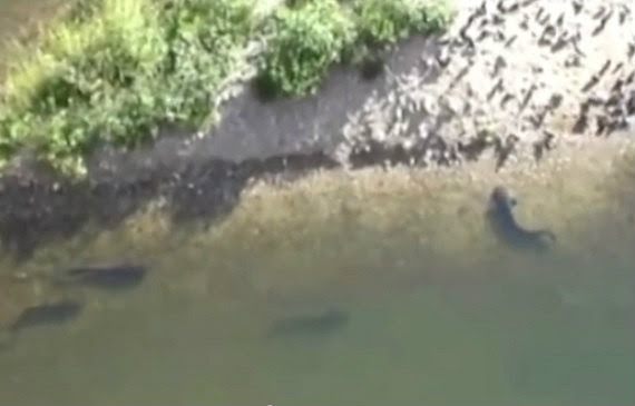 巨大ナマズがハトを丸呑み まるでワニのような狩りをするヨーロッパオオナマズ 捕食動画ナビ