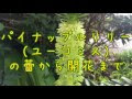 パイナップル 花 言葉 385855