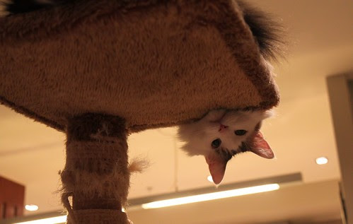 Peeky BooBoo by d'Artangan Rumblepurr