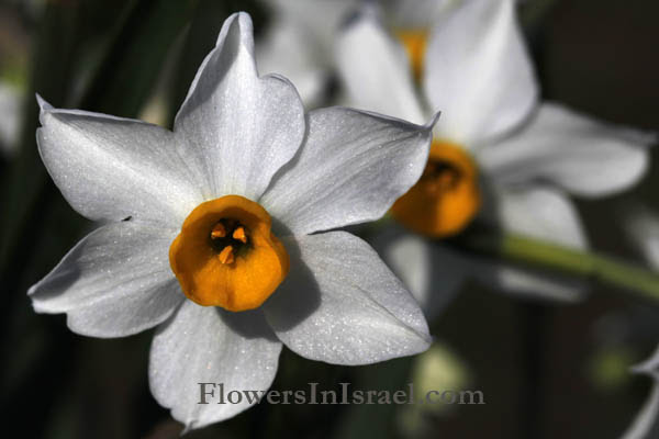 Narcissus tazetta, bunchflower daffodil, polyanthus narcissus 
