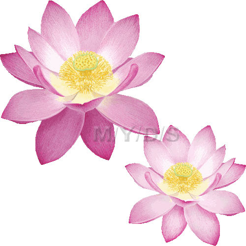 ハスの花 蓮の花のイラスト 条件付フリー素材集