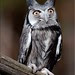White Faced Scops Owl 2743