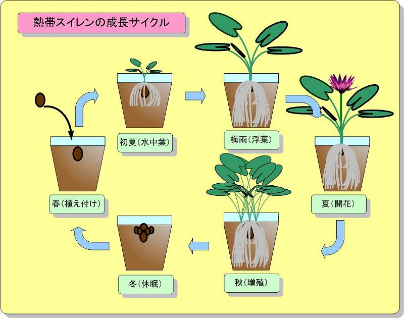 熱帯スイレンの生育モードについて
