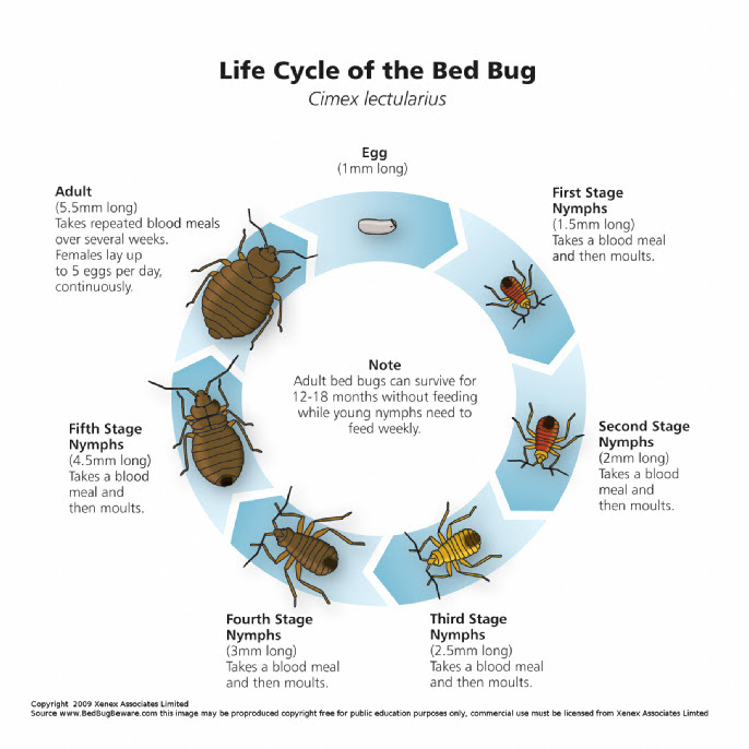 Bed Bugs Life Cycle - source BedBugBware.com