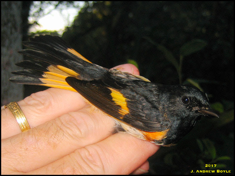 American Redstart American Redstart