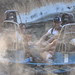 Disneyland day 2 - Wet grizzly run 1