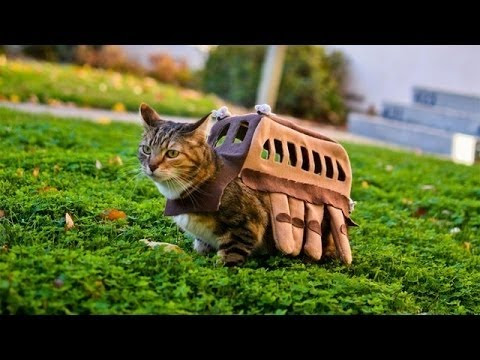 Neko 2 つむら動物病院 大阪堺市で大切なペットの病気 健康管理なら つむら動物病院 にお任せ