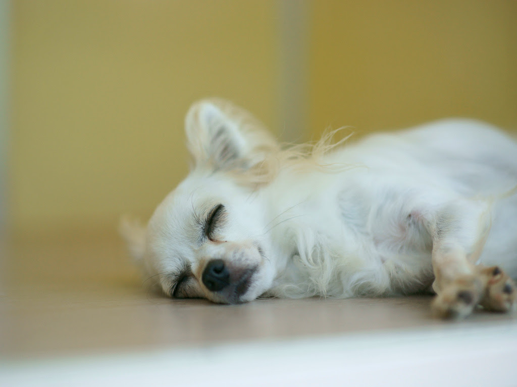 犬 無料写真素材ならフリー素材タウン