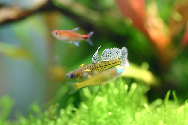 熱帯魚は飼育が難しい 飼いやすい熱帯魚４選 熱帯魚 アクアリウム情報マガジン