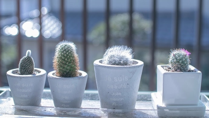 仙人掌 サボテン の花言葉は意外と素敵 知っておきたい7つの意味 花言葉マップ
