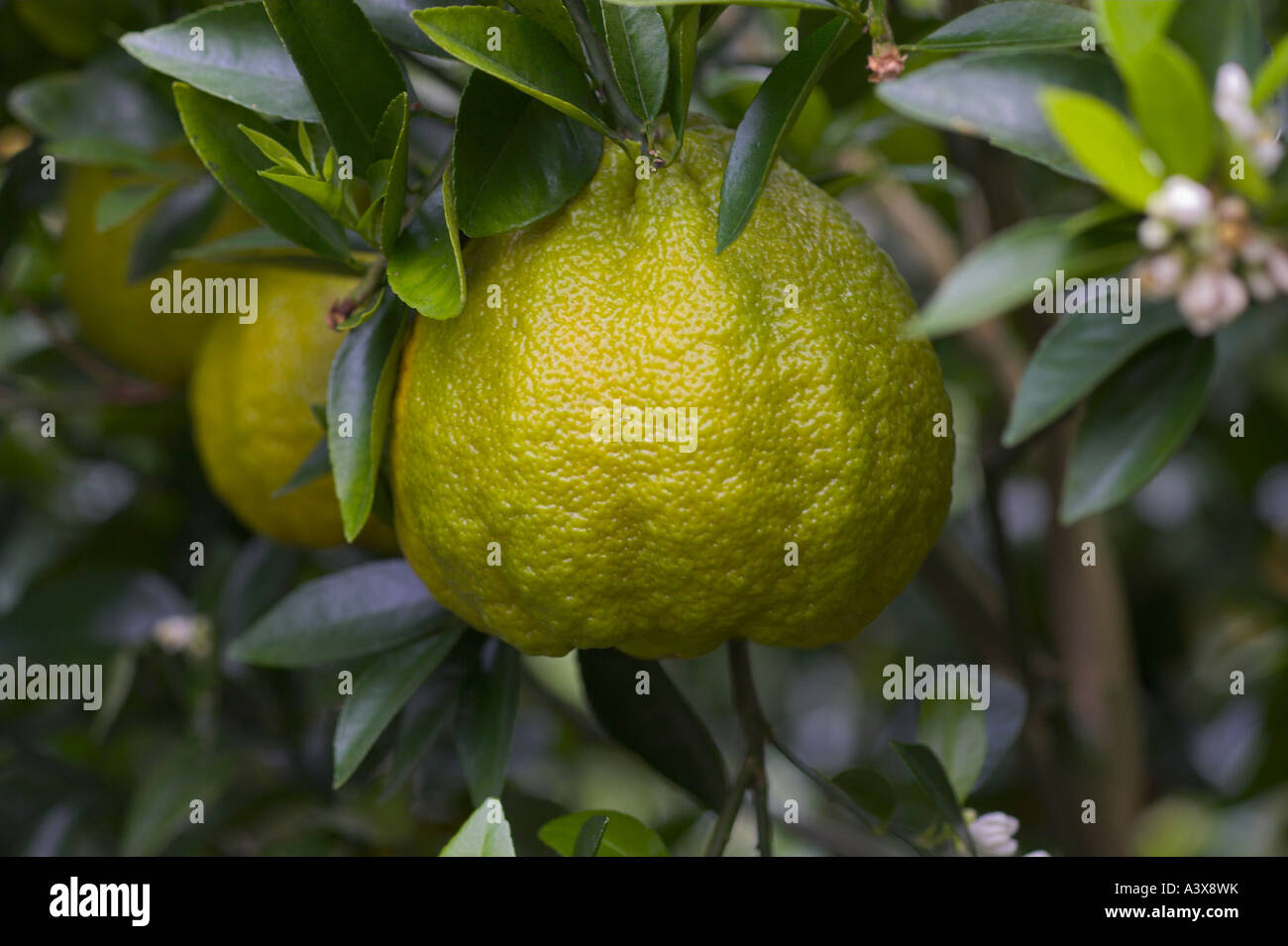 citrus paradisi x citrus reticulata ugli tangelo fruit on tree