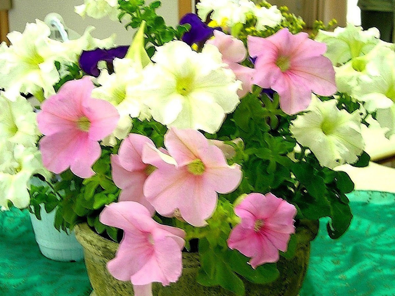 岡山 月々の花 ６月 ハ行 マ行