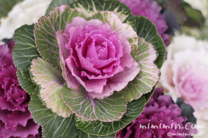 ハボタン キャベツみたいな葉牡丹 植物の写真 花言葉 みみみんブログ