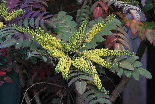 Mahonia