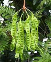 Info Terbaru 35+ Gambar Orang Makan Buah Dan Sayur