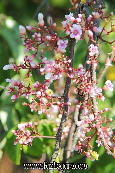 Khasiat Bunga dan Daun Belimbing  Segalanya Tentang 