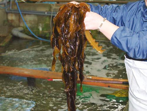 昆布とわかめの違い だしソムリエ夫婦のお店 豊中松前昆布本舗