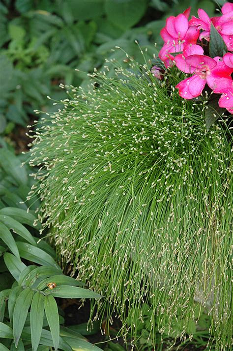 Decide whether planting for pollinators is. Fiber Optic Grass (Isolepis cernua) in Houston, Texas (TX