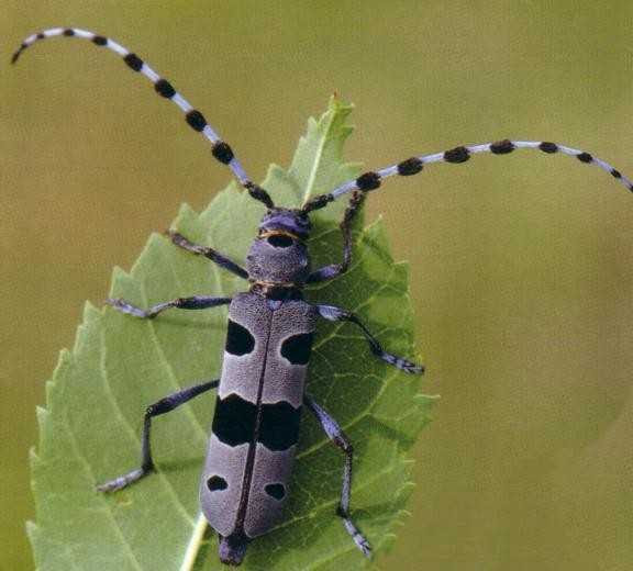 INSECTES11-41