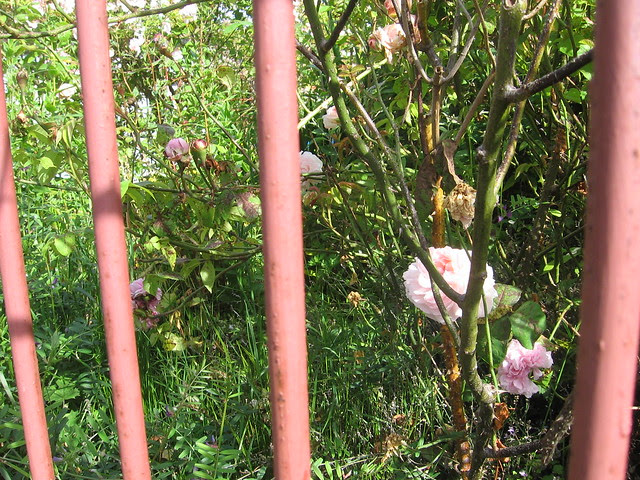 Ft. George Garden, Astoria
