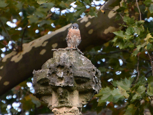 Cathedral Kestrel