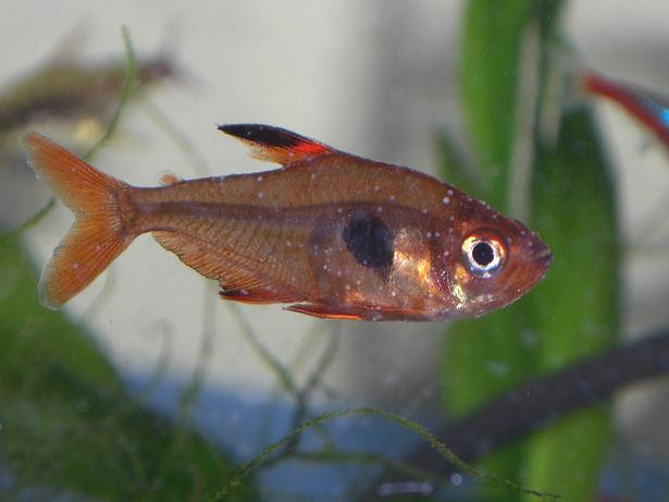 白点病治療中 エビと熱帯魚と気まぐれ日記