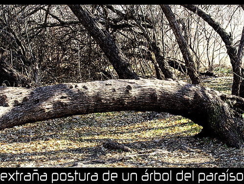 extraña postura de un Elaeagnus angustifolia