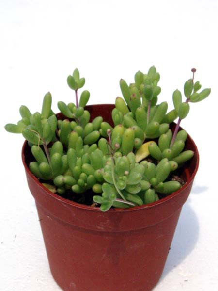 下に垂れる品種一覧