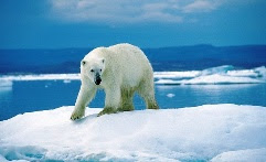 Polar bear in the Arctic
