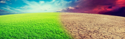 ヒメシャラの育て方 色々な育て方の情報 育て方ボックス