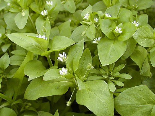 はこべ Stellaria Media
