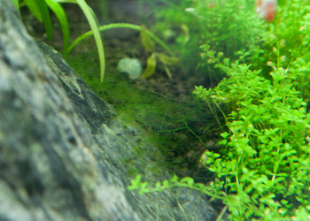 アオミドロはチャームから 1cm水槽は放置 社長ブログもどき