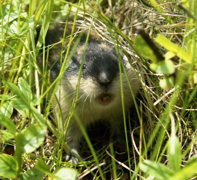 lemming.jpg