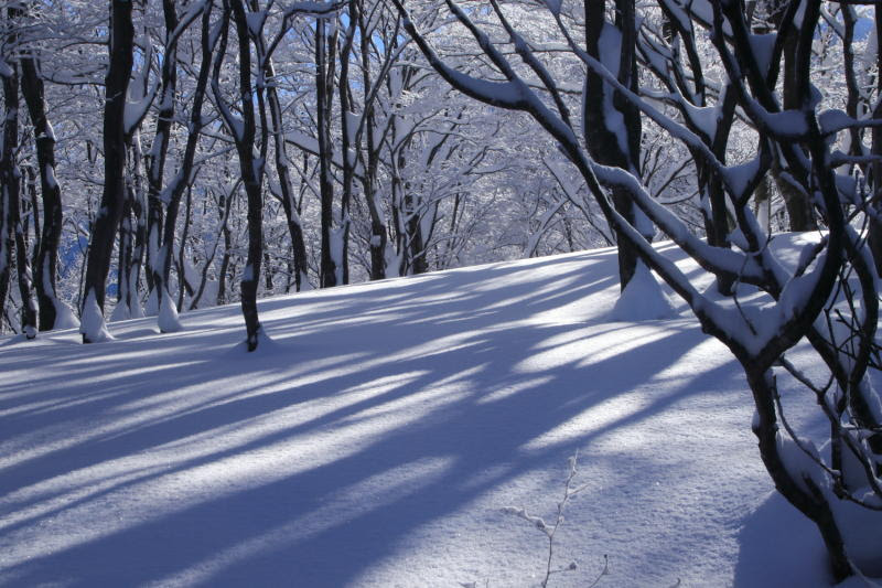 冬と雪 風景のかけらと伊吹山 草花と生き物と山旅と