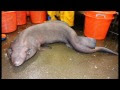 √ Terminé! faux requin chat 559356