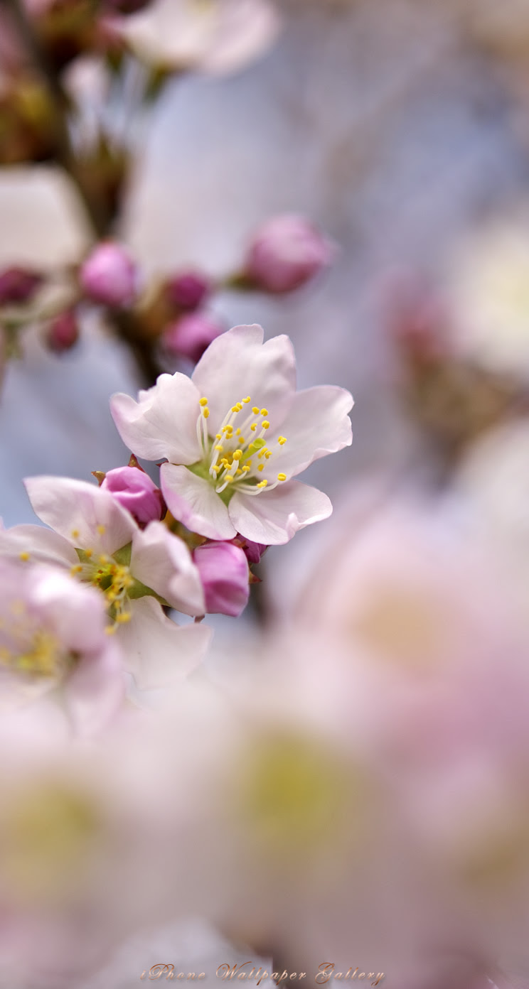 Iphone5 壁紙館 庭の花 桜 6 Iphone Wallpaper Flower