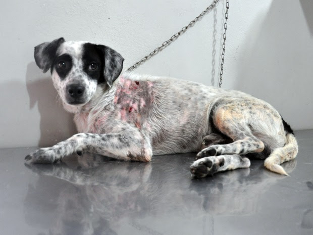 Vira lata Fofinho salva criança de 3 anos de pit bull em Campo Grande (Foto: Tatiane Queiroz/G1 MS)