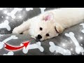 Bébé Chien Le Plus Mignon Du Monde
