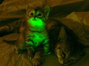 15 Cat Besi Glow In The Dark Inspirasi Terbaru!
