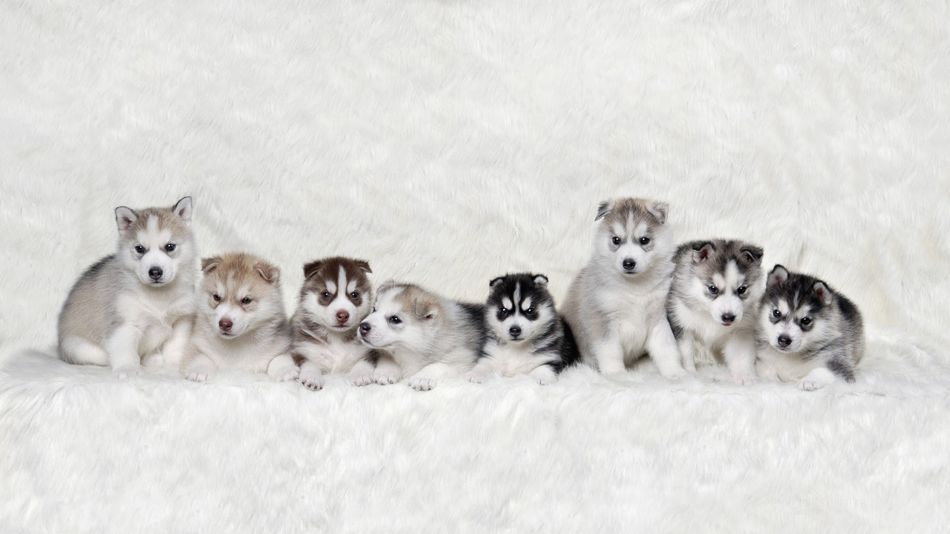 Husky Puppies 1920 X 1080 Wallpaper