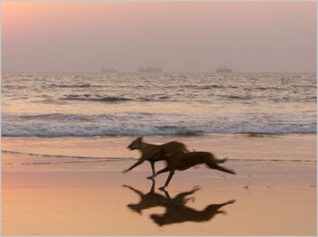 dogs running on beach in goa india. On quite a few nights, my girlfriend and 