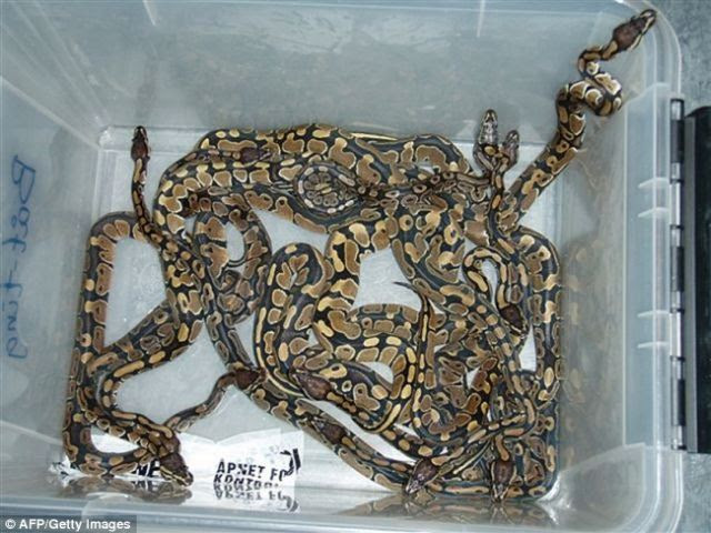 Smuggler tried to transport illegal animals taped to his body (5 pics)